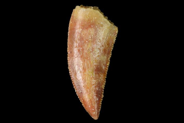 Serrated, Raptor Tooth - Real Dinosaur Tooth #160047